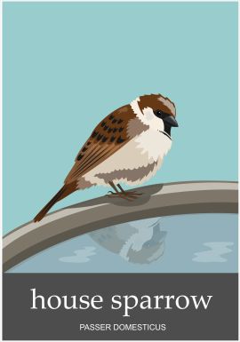 Sparrow-1